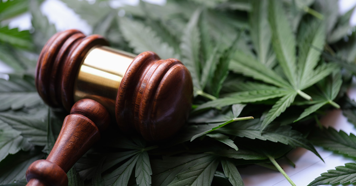 Richterhammer, der auf Cannabisblättern liegt